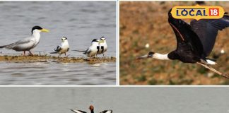 टूरिस्ट की लिस्ट में एड हुआ छत्तीसगढ़ का कोपरा जलाशय, बिलासपुर को दिलाएगा ऐतिहासिक पहचान, रायपुर से महज इतनी दूरी – Chhattisgarh News