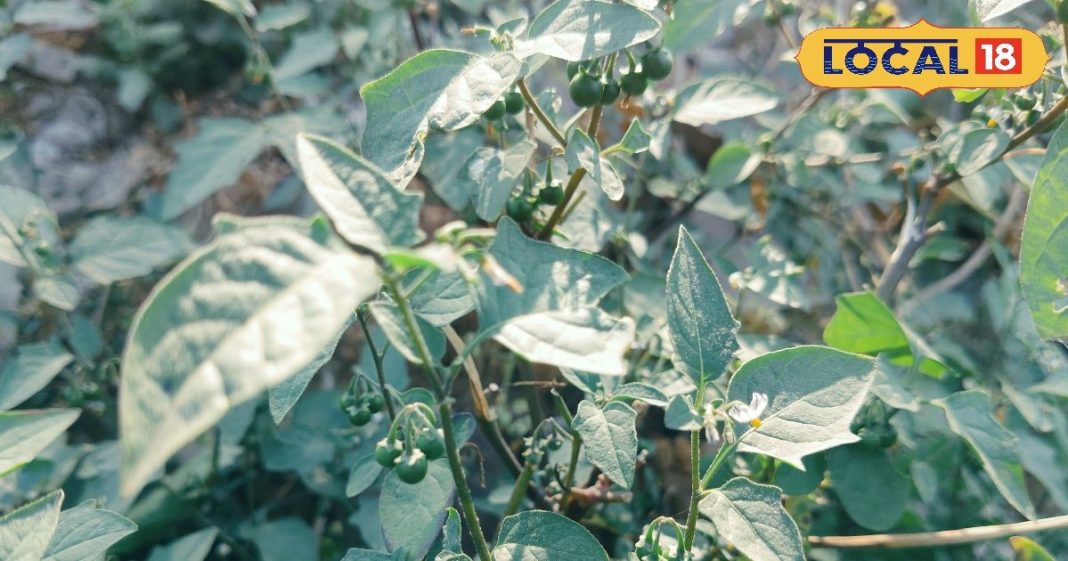 छुटकू पौधे के बड़े कमाल! साइज में छुपा सेहत का राज, रातों को नींद नहीं आती तो एक बार करें इस्तेमाल