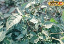 बहुत शक्तिशाली है ये छोटे-छोटे फल, सेहत के लिए हैं रामबाण, बस ऐसे करें इस्तेमाल