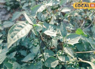 बहुत शक्तिशाली है ये छोटे-छोटे फल, सेहत के लिए हैं रामबाण, बस ऐसे करें इस्तेमाल