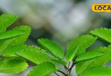 рди рдХрд░рд╛рдиреА рдкрдбрд╝реЗрдЧреА рд╕рд░реНрдЬрд░реА, рди рдЦрд╛рдиреА рд╣реЛрдЧреА рджрд╡рд╛, рдпреЗ рдкреМрдзрд╛ рдмрдбрд╝реЗ рдЖрд░рд╛рдо рд╕реЗ рдкреЗрд╢рд╛рдм рдХреЗ рд╕рд╛рде рдирд┐рдХрд▓ рджреЗрдЧрд╛ рдкрдерд░реА, рдЬрд╛рдиреЗрдВ рддрд░реАрдХрд╛ – Uttarakhand News