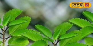 न करानी पड़ेगी सर्जरी, न खानी होगी दवा, ये पौधा बड़े आराम से पेशाब के साथ निकल देगा पथरी, जानें तरीका – Uttarakhand News