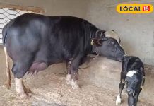 सर्दियों में गाय-भैंस के लिए वरदान है ये आहार, खूब बढ़ेगा दूध उत्पादन, जानिए पशु विशेषज्ञ की सलाह