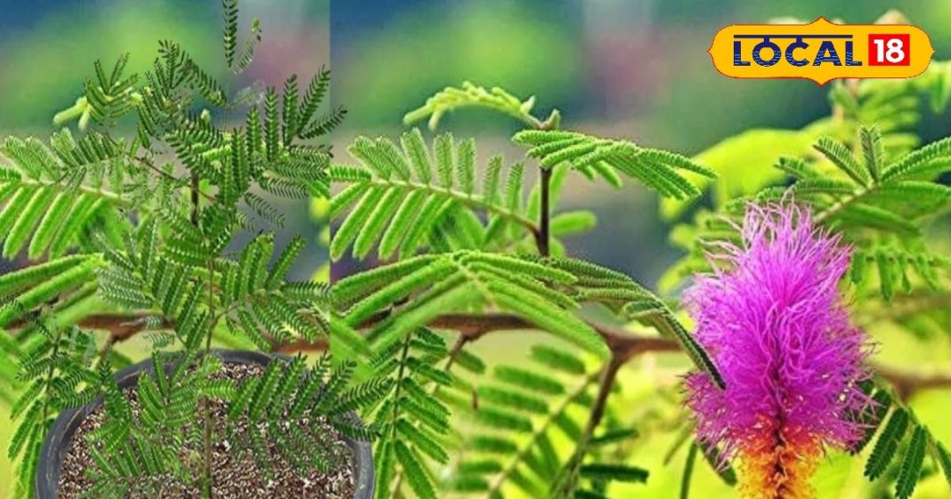 वास्तु टिप्सः शमी से पौधे से प्रसन्न होते हैं शनिदेव, पर इसे घर में कब और कहां लगाएं? यहां जानें सब – Jharkhand News