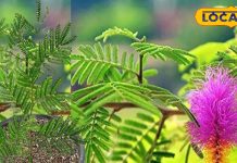 वास्तु टिप्सः शमी से पौधे से प्रसन्न होते हैं शनिदेव, पर इसे घर में कब और कहां लगाएं? यहां जानें सब – Jharkhand News