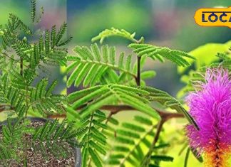 वास्तु टिप्सः शमी से पौधे से प्रसन्न होते हैं शनिदेव, पर इसे घर में कब और कहां लगाएं? यहां जानें सब – Jharkhand News