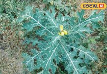 कई बीमारियों का नाश कर देता है सत्यानाशी पौधा! जान लें इसके फायदे