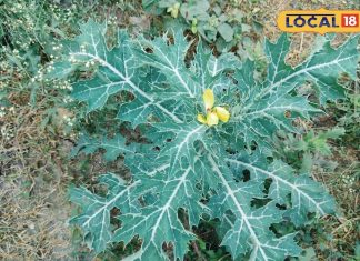 कई बीमारियों का नाश कर देता है सत्यानाशी पौधा! जान लें इसके फायदे