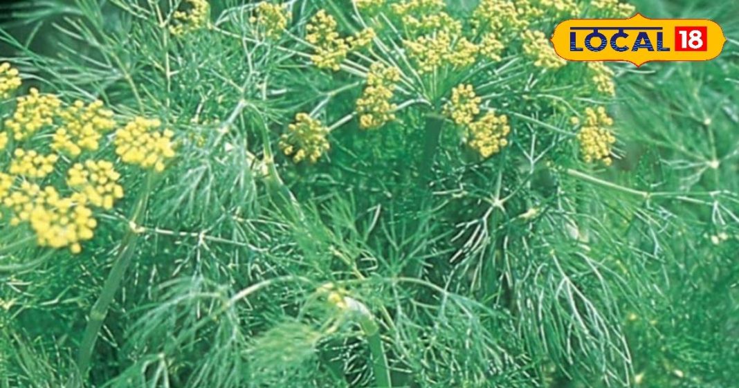 soya saag good for health cure of diabetes Sleep Fiber and antioxidant properties, औषधीय गुणों का पिटारा है ये हरा साग, डायबिटिज से लेकर नींद की समस्याओं में कारगर, शरीर में बनी रहेगी फुर्ती