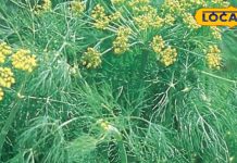 soya saag good for health cure of diabetes Sleep Fiber and antioxidant properties, औषधीय गुणों का पिटारा है ये हरा साग, डायबिटिज से लेकर नींद की समस्याओं में कारगर, शरीर में बनी रहेगी फुर्ती