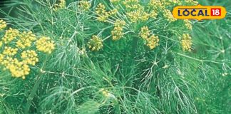 soya saag good for health cure of diabetes Sleep Fiber and antioxidant properties, औषधीय गुणों का पिटारा है ये हरा साग, डायबिटिज से लेकर नींद की समस्याओं में कारगर, शरीर में बनी रहेगी फुर्ती