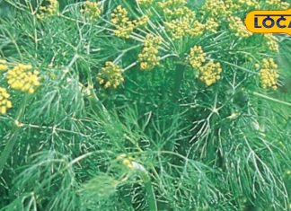 soya saag good for health cure of diabetes Sleep Fiber and antioxidant properties, औषधीय गुणों का पिटारा है ये हरा साग, डायबिटिज से लेकर नींद की समस्याओं में कारगर, शरीर में बनी रहेगी फुर्ती