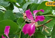 कचनार है चमत्कारी औषधि, थायराइड, गांठ से लेकर त्वचा रोगों में देता है राहत, जानिए सेवन का तरीका