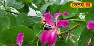 कचनार है चमत्कारी औषधि, थायराइड, गांठ से लेकर त्वचा रोगों में देता है राहत, जानिए सेवन का तरीका