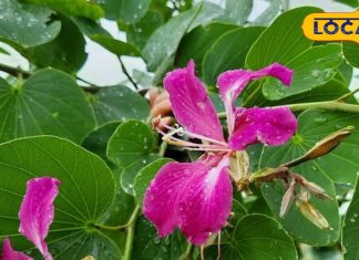 कचनार है चमत्कारी औषधि, थायराइड, गांठ से लेकर त्वचा रोगों में देता है राहत, जानिए सेवन का तरीका