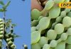 This bean is a panacea for dozens of diseases including vaginal health and digestion. – Uttar Pradesh News