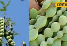 This bean is a panacea for dozens of diseases including vaginal health and digestion. – Uttar Pradesh News