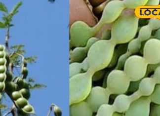 This bean is a panacea for dozens of diseases including vaginal health and digestion. – Uttar Pradesh News
