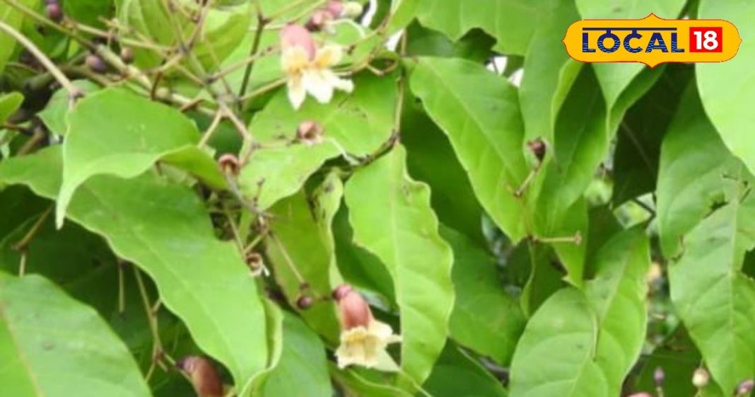 इस पौधे के हर हिस्से में हैं औषधीय गुण… माइग्रेन, पथरी, एसिडिटी और त्वचा रोगों में फायदेमंद, ऐसे करें इस्तेमाल – Uttar Pradesh News