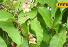 इस पौधे के हर हिस्से में हैं औषधीय गुण… माइग्रेन, पथरी, एसिडिटी और त्वचा रोगों में फायदेमंद, ऐसे करें इस्तेमाल – Uttar Pradesh News