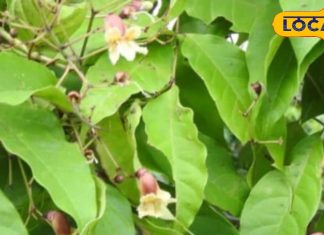 इस पौधे के हर हिस्से में हैं औषधीय गुण… माइग्रेन, पथरी, एसिडिटी और त्वचा रोगों में फायदेमंद, ऐसे करें इस्तेमाल – Uttar Pradesh News