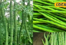 काजू-बादाम की जगह यह सब्ज़ी… मानी जाती है गरीबों का मुफ्त मल्टीविटामिन, जानिए इसके चमत्कारी फायदे