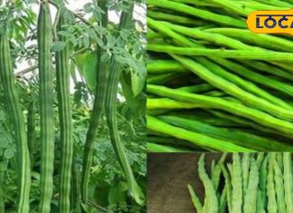 काजू-बादाम की जगह यह सब्ज़ी… मानी जाती है गरीबों का मुफ्त मल्टीविटामिन, जानिए इसके चमत्कारी फायदे