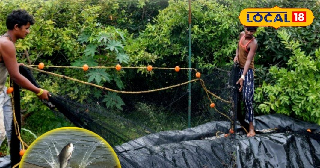 चिकन-मटन छोड़ क्यों देसी मछली खा रहे लोग, ठंड में स्वाद और सेहत का जबरदस्त फॉर्मूला