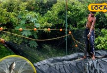 चिकन-मटन छोड़ क्यों देसी मछली खा रहे लोग, ठंड में स्वाद और सेहत का जबरदस्त फॉर्मूला