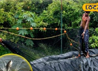 चिकन-मटन छोड़ क्यों देसी मछली खा रहे लोग, ठंड में स्वाद और सेहत का जबरदस्त फॉर्मूला