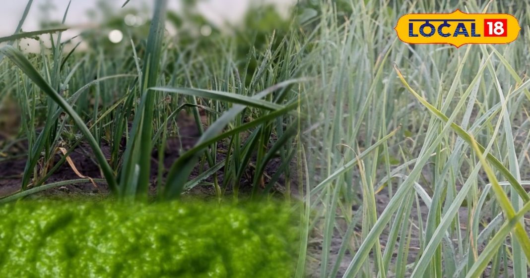 लहसुन के हरे पत्ते सर्दियों में स्वाद और सेहत के लिए फायदेमंद.