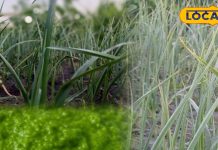 लहसुन के हरे पत्ते सर्दियों में स्वाद और सेहत के लिए फायदेमंद.