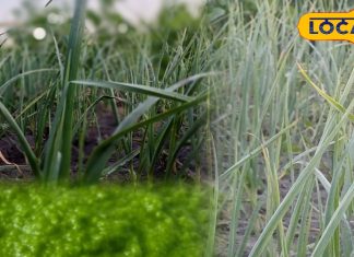 लहसुन के हरे पत्ते सर्दियों में स्वाद और सेहत के लिए फायदेमंद.