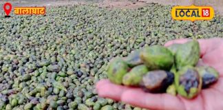 ना खेती, ना फैक्ट्री… जंगल का ये फल बना आदिवासियों का मनी प्लांट, ठंड में खुल जाती है कमाई की धारा