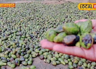 ना खेती, ना फैक्ट्री… जंगल का ये फल बना आदिवासियों का मनी प्लांट, ठंड में खुल जाती है कमाई की धारा