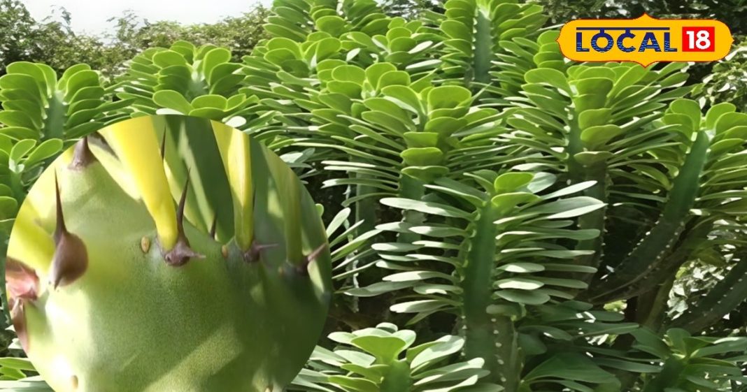 सड़क किनारे की ये झाड़ी असली संजीवनी, कांटों में छुपा सेहत का खजाना, गठिया-सूजन-घाव सबका दुश्मन – Uttar Pradesh News