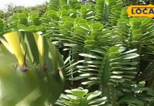 सड़क किनारे की ये झाड़ी असली संजीवनी, कांटों में छुपा सेहत का खजाना, गठिया-सूजन-घाव सबका दुश्मन – Uttar Pradesh News