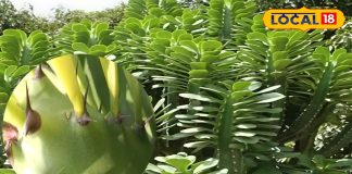 सड़क किनारे की ये झाड़ी असली संजीवनी, कांटों में छुपा सेहत का खजाना, गठिया-सूजन-घाव सबका दुश्मन – Uttar Pradesh News