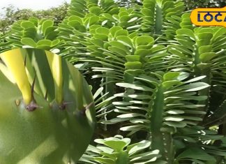 सड़क किनारे की ये झाड़ी असली संजीवनी, कांटों में छुपा सेहत का खजाना, गठिया-सूजन-घाव सबका दुश्मन – Uttar Pradesh News