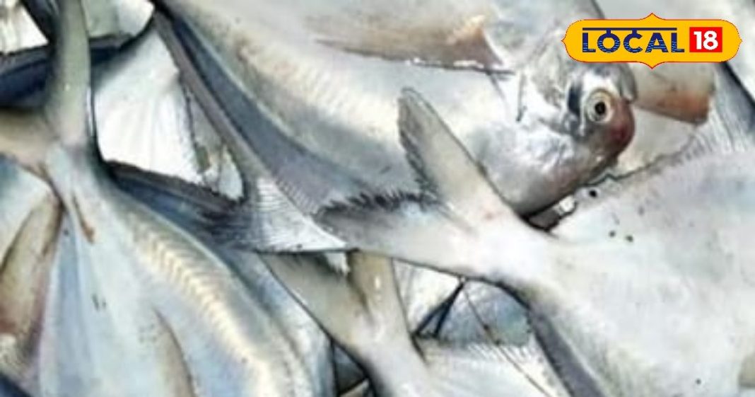 कम कांटे, ज्यादा स्वाद! सर्दियों में काली पोम्फ्रेट मछली क्यों है सबकी फेवरेट, दिल-दिमाग के लिए बेस्ट