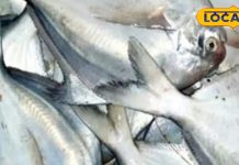 कम कांटे, ज्यादा स्वाद! सर्दियों में काली पोम्फ्रेट मछली क्यों है सबकी फेवरेट, दिल-दिमाग के लिए बेस्ट