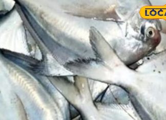 कम कांटे, ज्यादा स्वाद! सर्दियों में काली पोम्फ्रेट मछली क्यों है सबकी फेवरेट, दिल-दिमाग के लिए बेस्ट