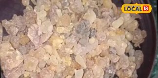 चलता फिरता मेडिकल स्टोर है गोंद कुंदर, अस्थमा से लेकर जोड़ों के दर्द को करता है दूर..यहां जानिए इस्तेमाल का तरीका – Uttar Pradesh News