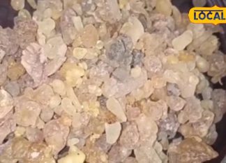 चलता फिरता मेडिकल स्टोर है गोंद कुंदर, अस्थमा से लेकर जोड़ों के दर्द को करता है दूर..यहां जानिए इस्तेमाल का तरीका – Uttar Pradesh News