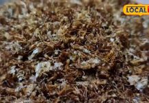 टेस्टी और अनोखी! बस्तर की लाल चींटी चटनी बनाने का आसान तरीका