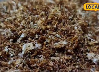 टेस्टी और अनोखी! बस्तर की लाल चींटी चटनी बनाने का आसान तरीका