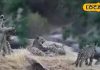 पाली की जवाई सफारी में दो लेपर्ड की मस्ती, पर्यटकों ने कैमरे में कैद किया दुर्लभ नजारा, देखें वायरल वीडियो