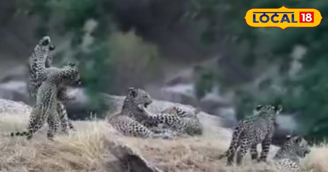 पाली की जवाई सफारी में दो लेपर्ड की मस्ती, पर्यटकों ने कैमरे में कैद किया दुर्लभ नजारा, देखें वायरल वीडियो