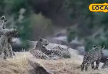 पाली की जवाई सफारी में दो लेपर्ड की मस्ती, पर्यटकों ने कैमरे में कैद किया दुर्लभ नजारा, देखें वायरल वीडियो