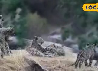 पाली की जवाई सफारी में दो लेपर्ड की मस्ती, पर्यटकों ने कैमरे में कैद किया दुर्लभ नजारा, देखें वायरल वीडियो